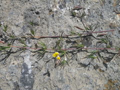Aspalathus bracteata