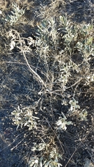 Eriodictyon traskiae traskiae