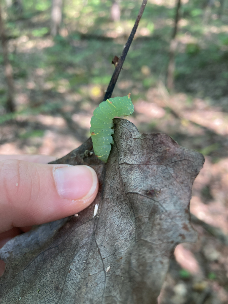 Brother Moth from Sleeping Bear Dunes National Lakeshore, Benzie County ...
