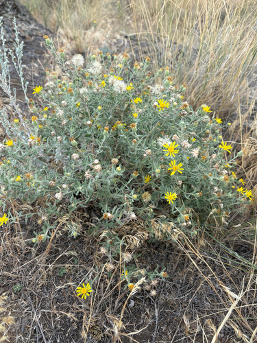 Heterotheca hispida observed 2025-08-14