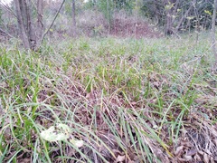 Carex pellita