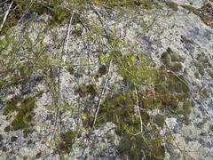 Aspalathus bracteata