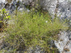 Aspalathus bracteata