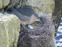 Nycticorax nycticorax falklandicus