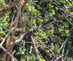 Dromicodryas quadrilineatus