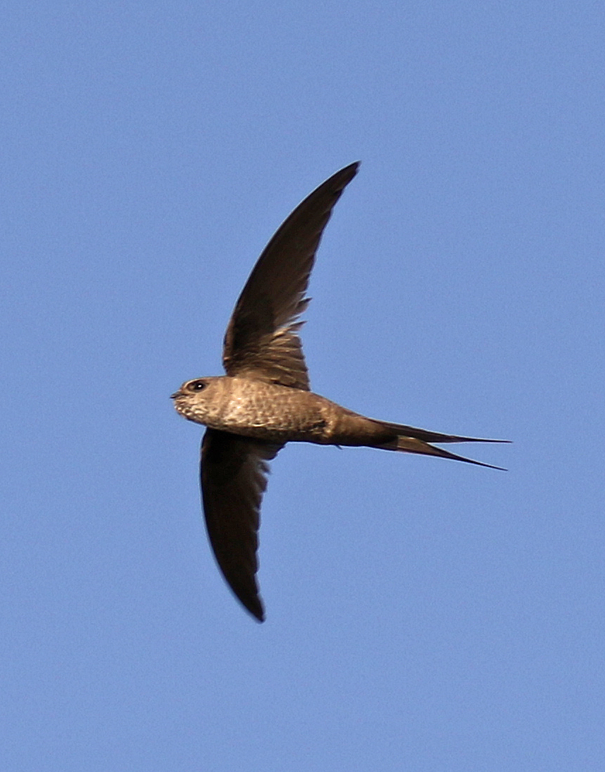 Malagasy Palm Swift illustration