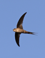Cypsiurus gracilis