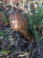Rhacodium