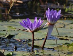 Nymphaea