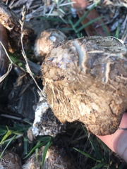 Rhacodium