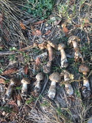 Rhacodium