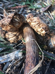 Rhacodium