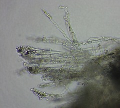Penicillium italicum