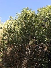 Magnoliopsida