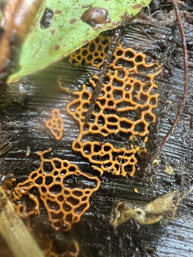 Hemitrichia serpula, 2025-08-14