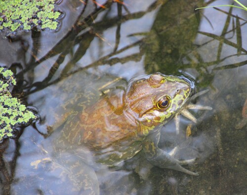 iNaturalist observation photo of American Bullfrog