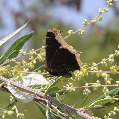 iNaturalist observation photo of Mourning Cloak