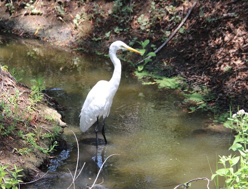 iNaturalist observation photo of Great Egret