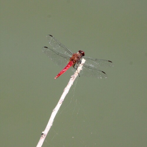iNaturalist observation photo of Red-tailed Pennant