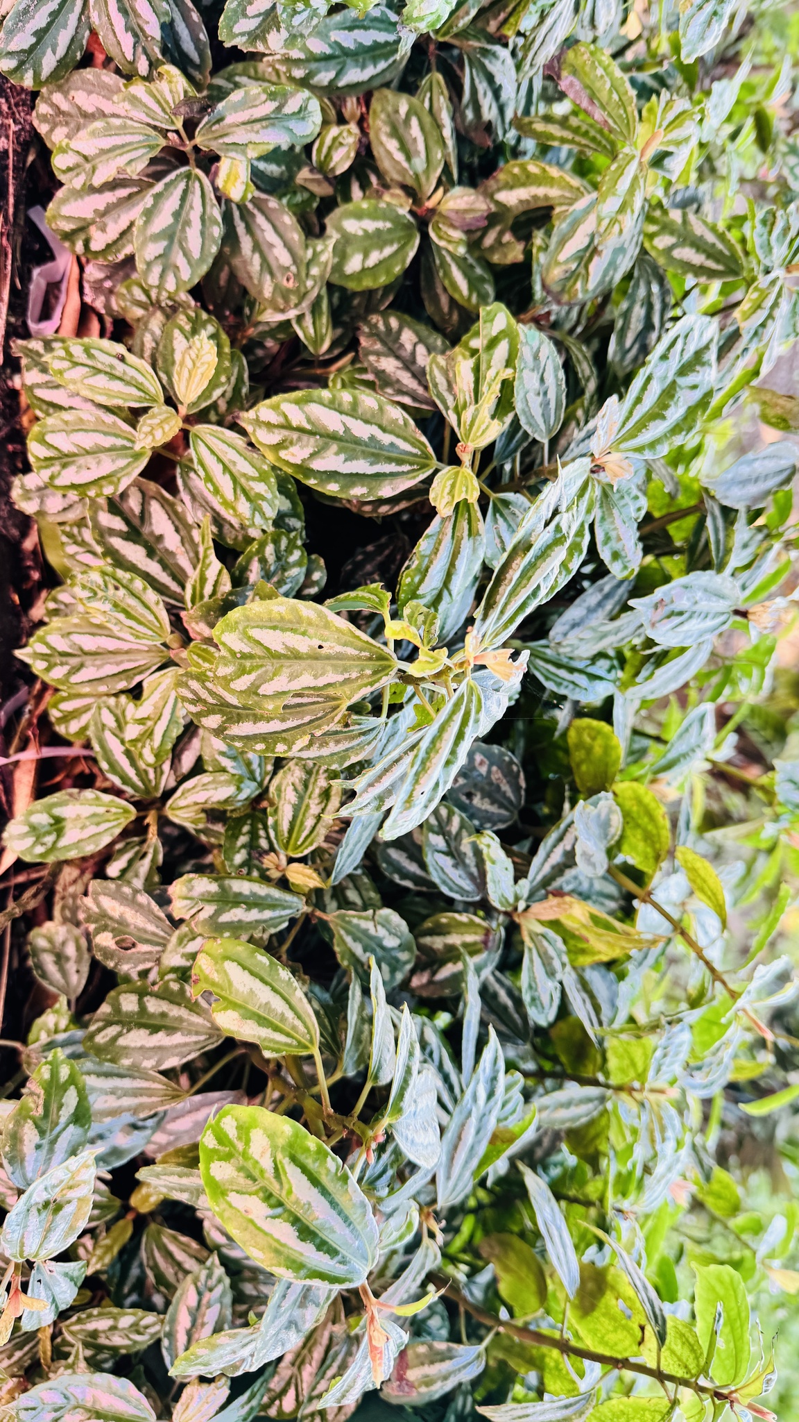 Pilea cadierei