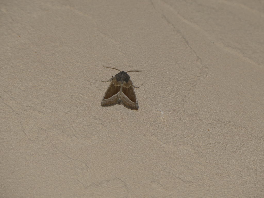 Hydraecia medialis