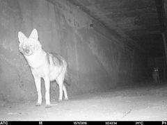 Canis aureus syriacus