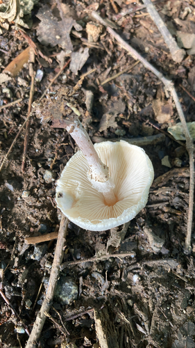 Lepiota cristata