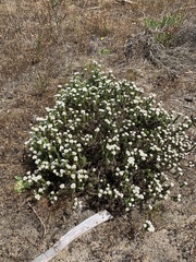 Metalasia pulchella