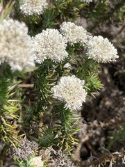 Metalasia pulchella
