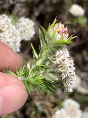 Metalasia pulchella