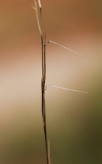 Aristida dichotoma