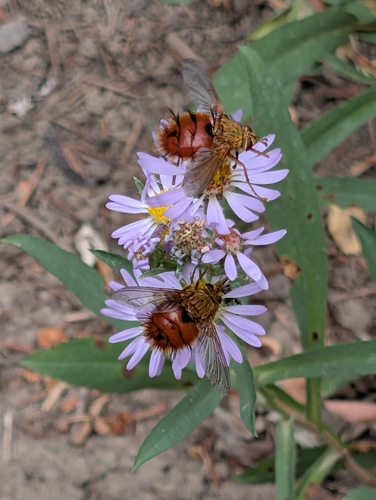 Unknown species found near Dubois, WY 82513, USA