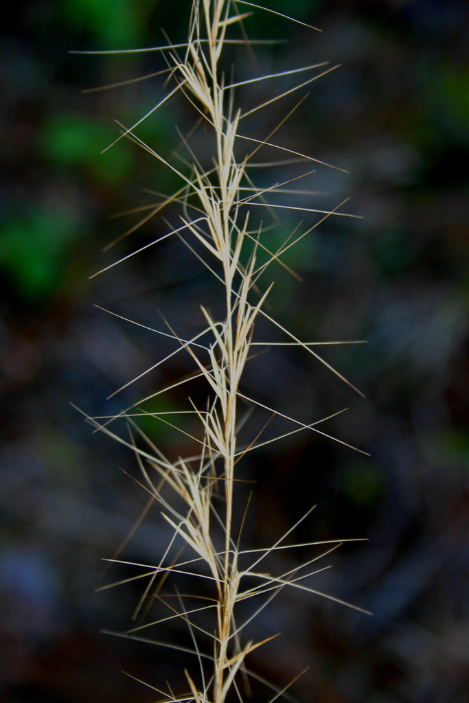 Arrowfeather Threeawn