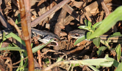 Dromicodryas quadrilineatus