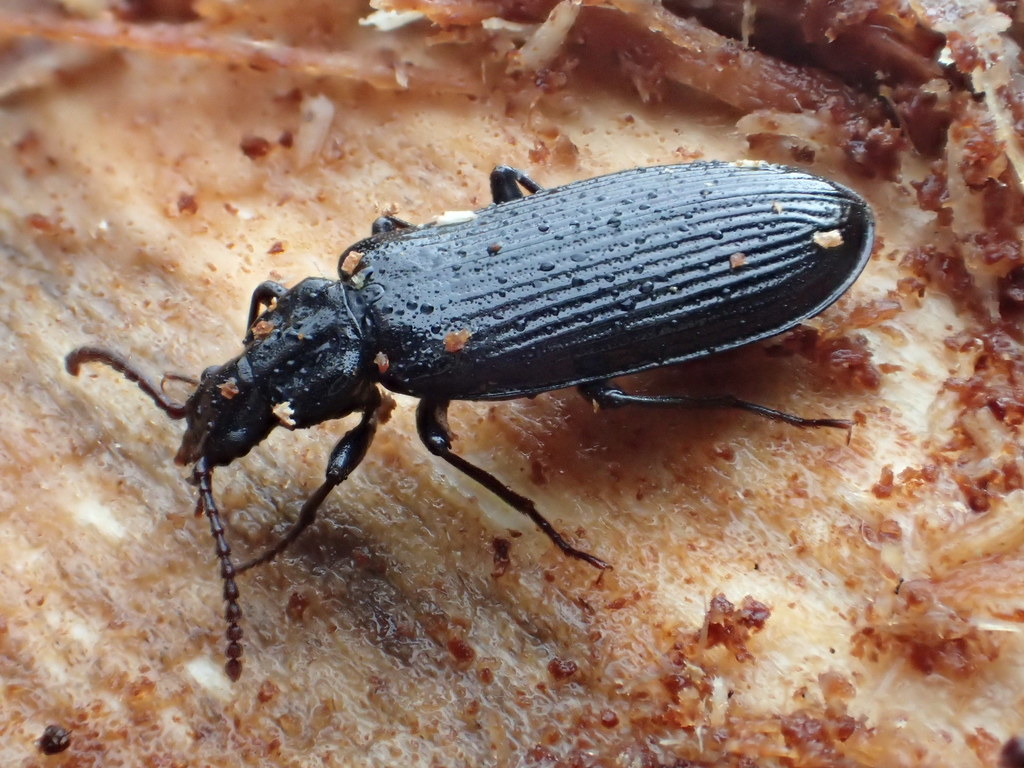Dead Log Beetles