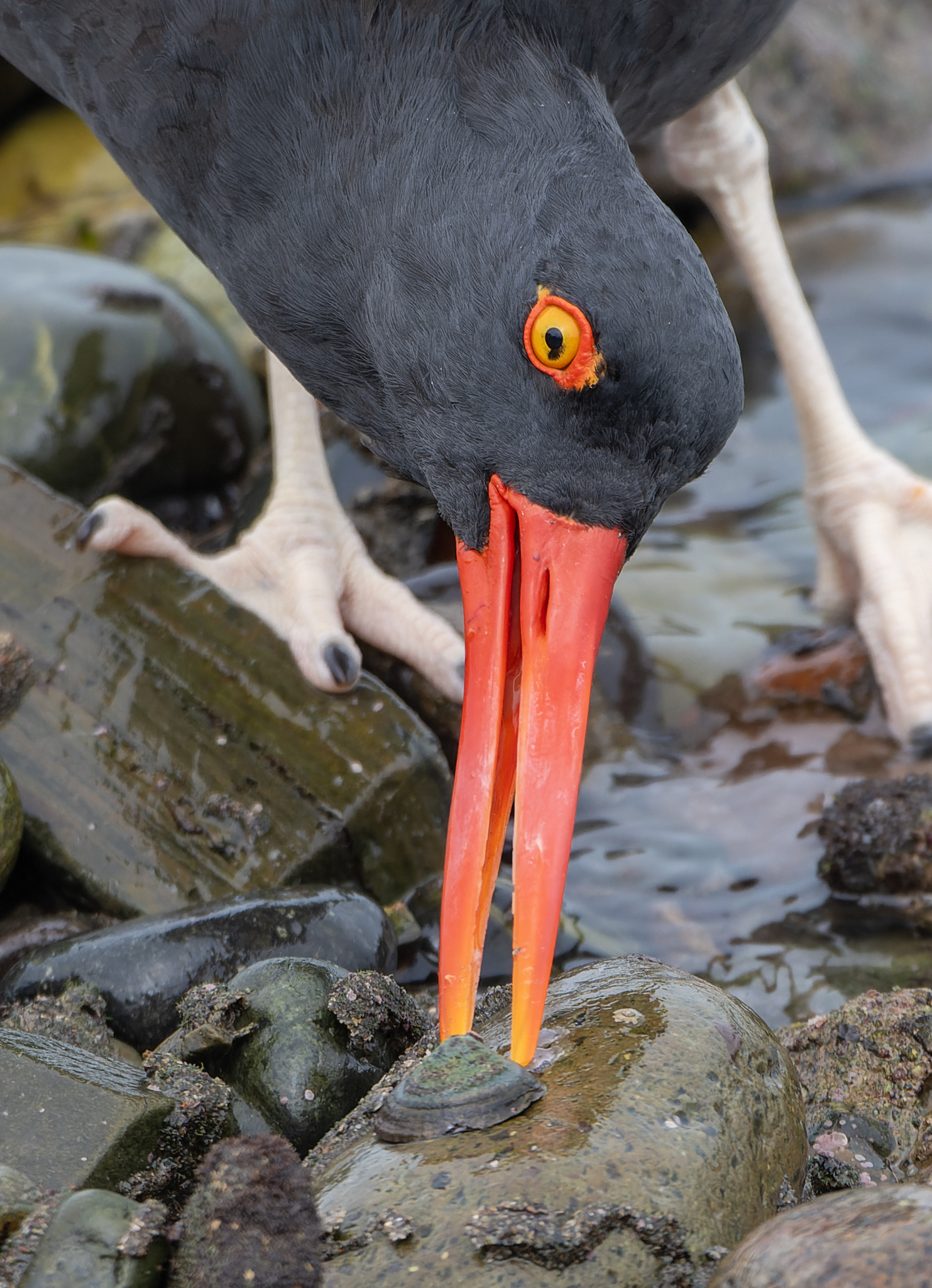 Blackish Oystercatcher illustration