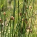 Pale Sedge - Photo (c) Matthew Fainman, some rights reserved (CC BY), uploaded by Matthew Fainman