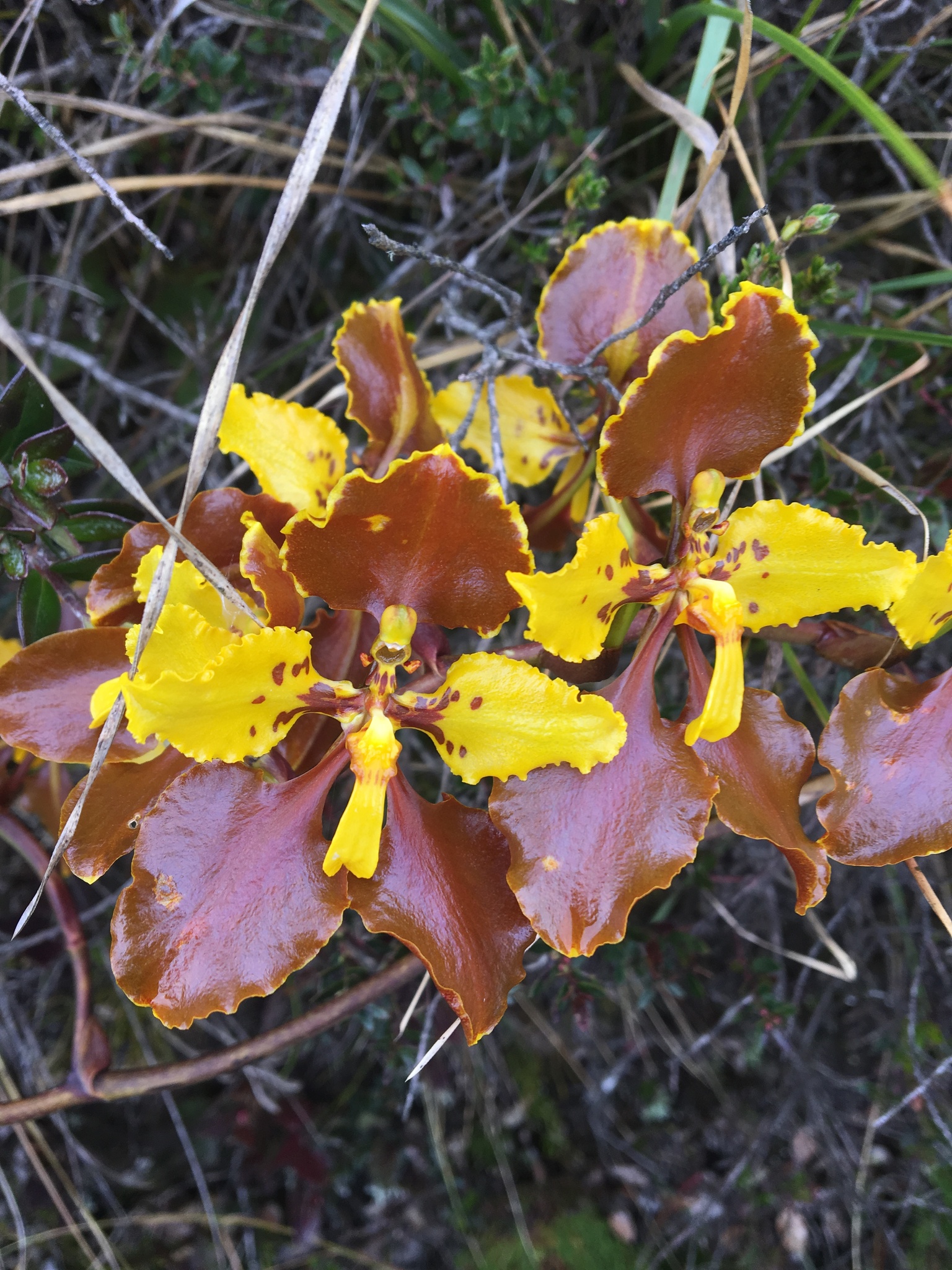 Cyrtochilum tetracopis (Rchb.f.) Dalström 2