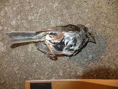 Zonotrichia albicollis