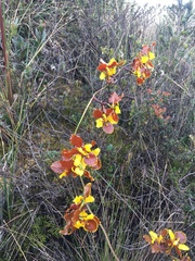 Cyrtochilum tetracopis