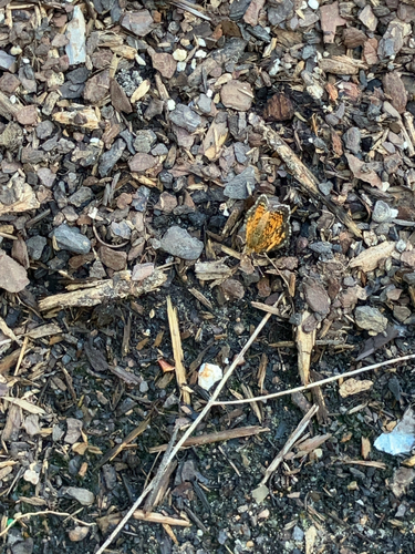 Pearl Crescent photographed in Arkansas