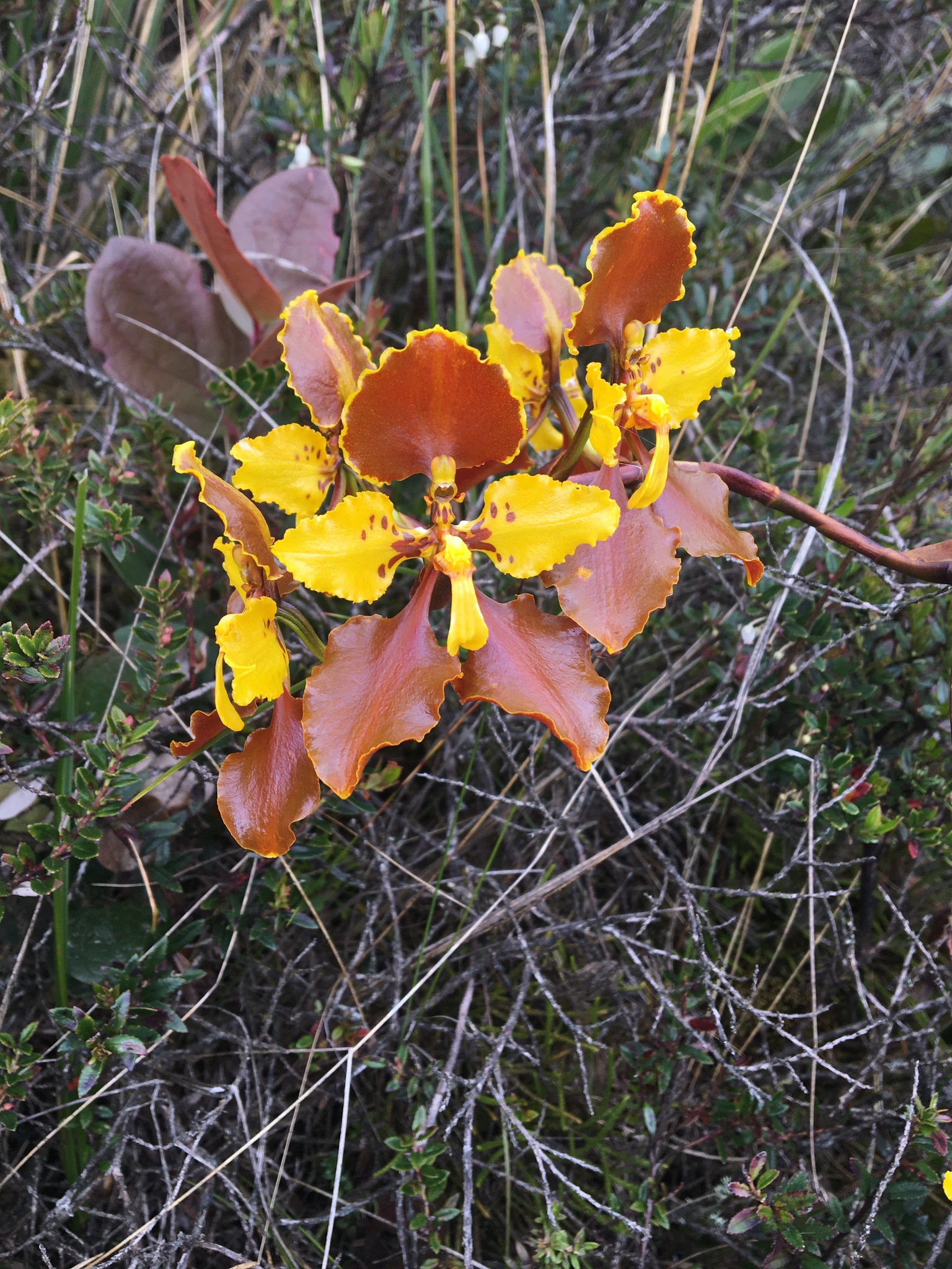 Cyrtochilum tetracopis (Rchb.f.) Dalström 3