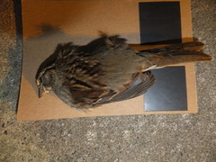 Zonotrichia albicollis