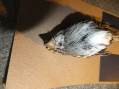 Zonotrichia albicollis