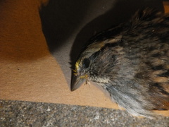 Zonotrichia albicollis