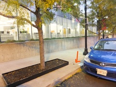 Zonotrichia albicollis