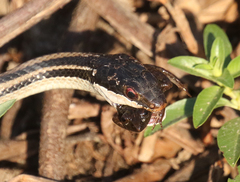 Ptychadena mascareniensis