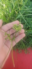 Cyperus virens, photograph author not stated, no rights reserved