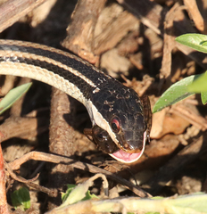 Ptychadena mascareniensis