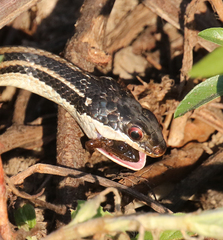 Ptychadena mascareniensis